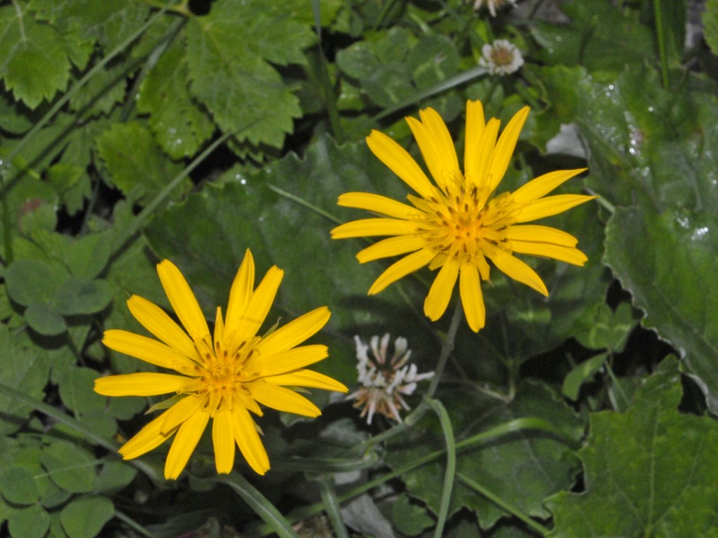 Tragopogon pratensis / Barba di becco